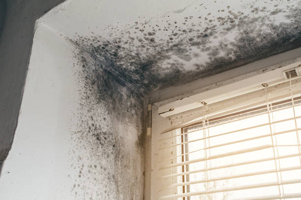 Affordable Mold Removal solutions in Bedford, VA