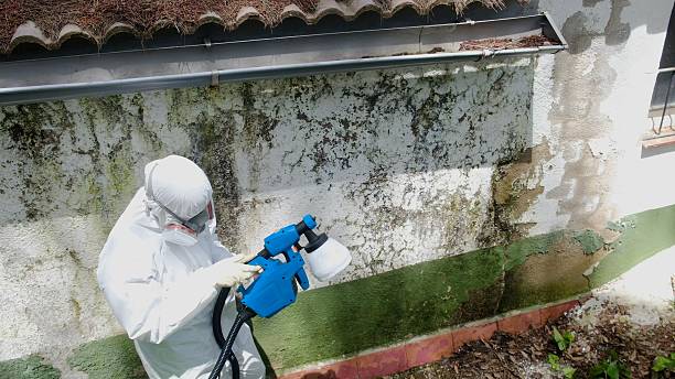 Top rated local Mold Removal specialists in Bedford, VA